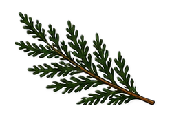Cedar branch